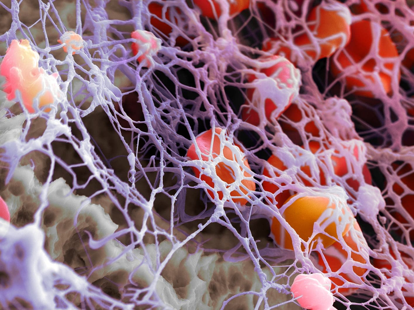 cell-rendering-2-2